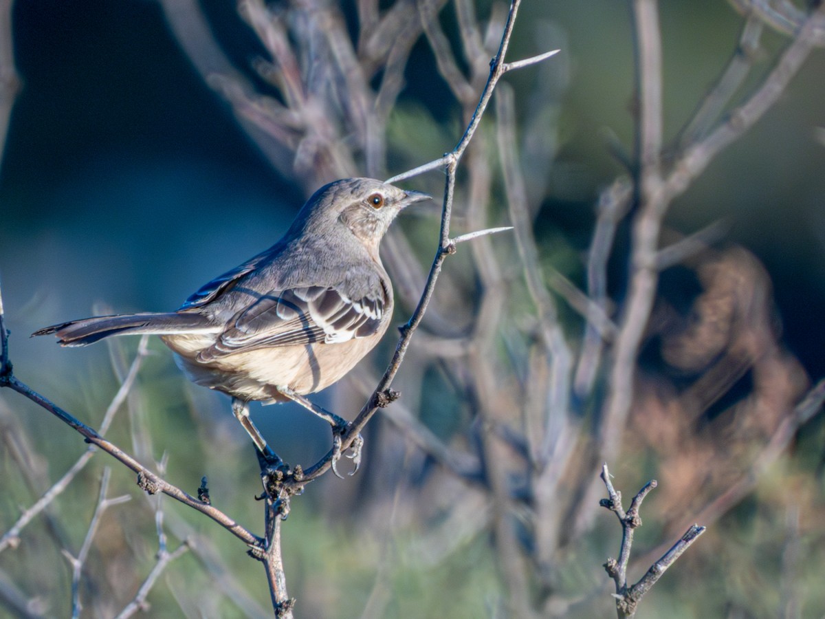 Northern Mockingbird - ML643700065
