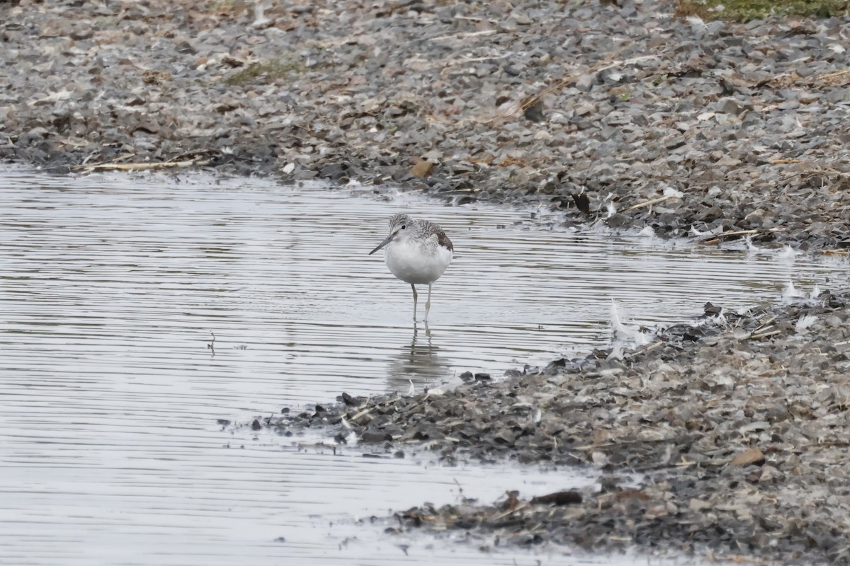 Common Greenshank - ML643700067