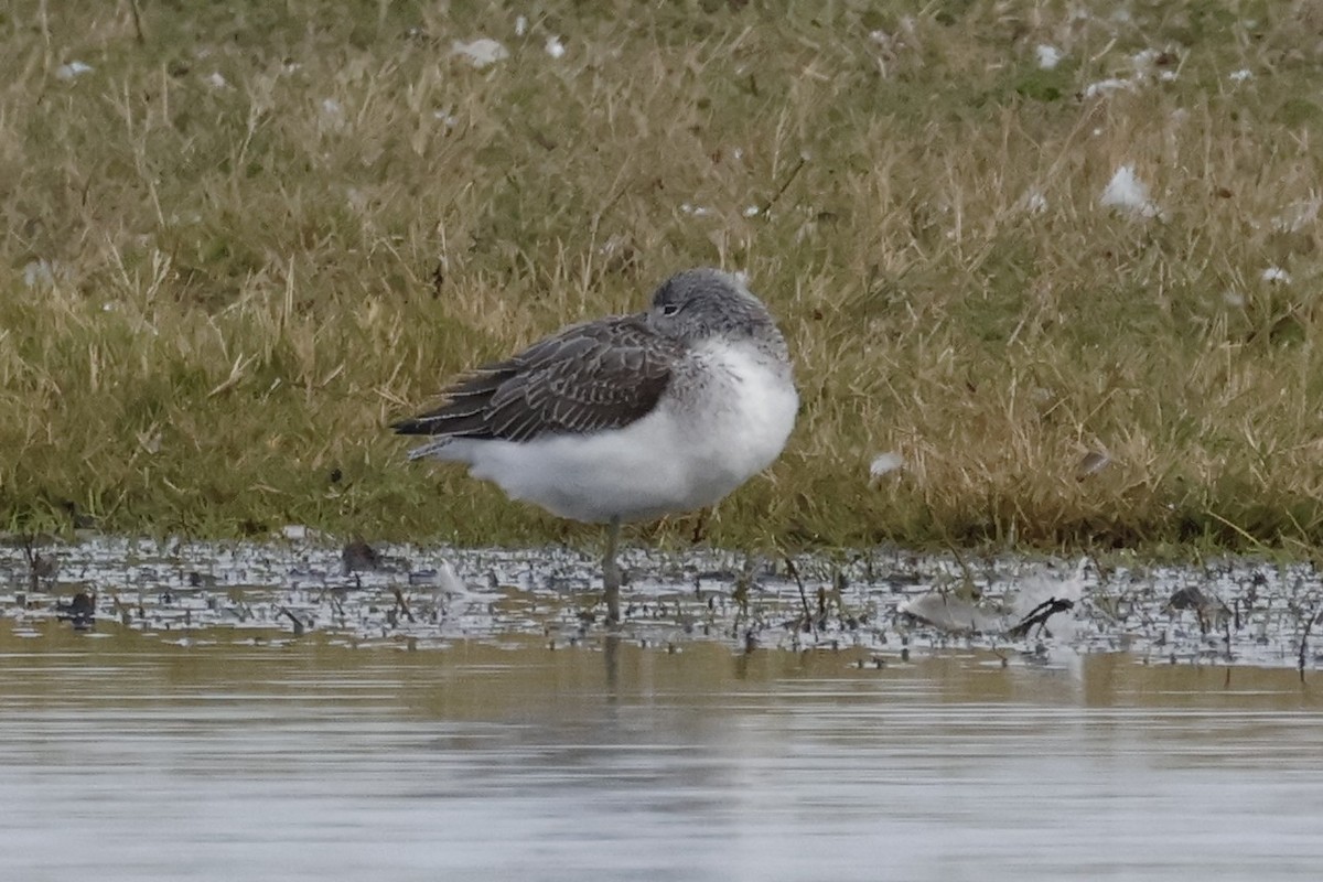 Common Greenshank - ML643700069