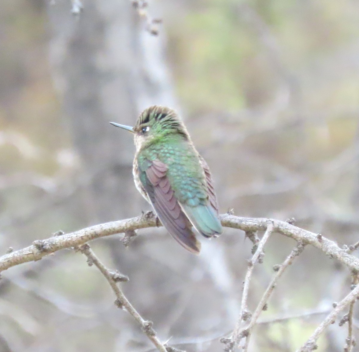 Green-backed Firecrown - ML643700072