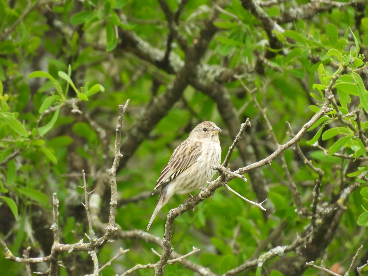 Saffron Finch - ML643700076