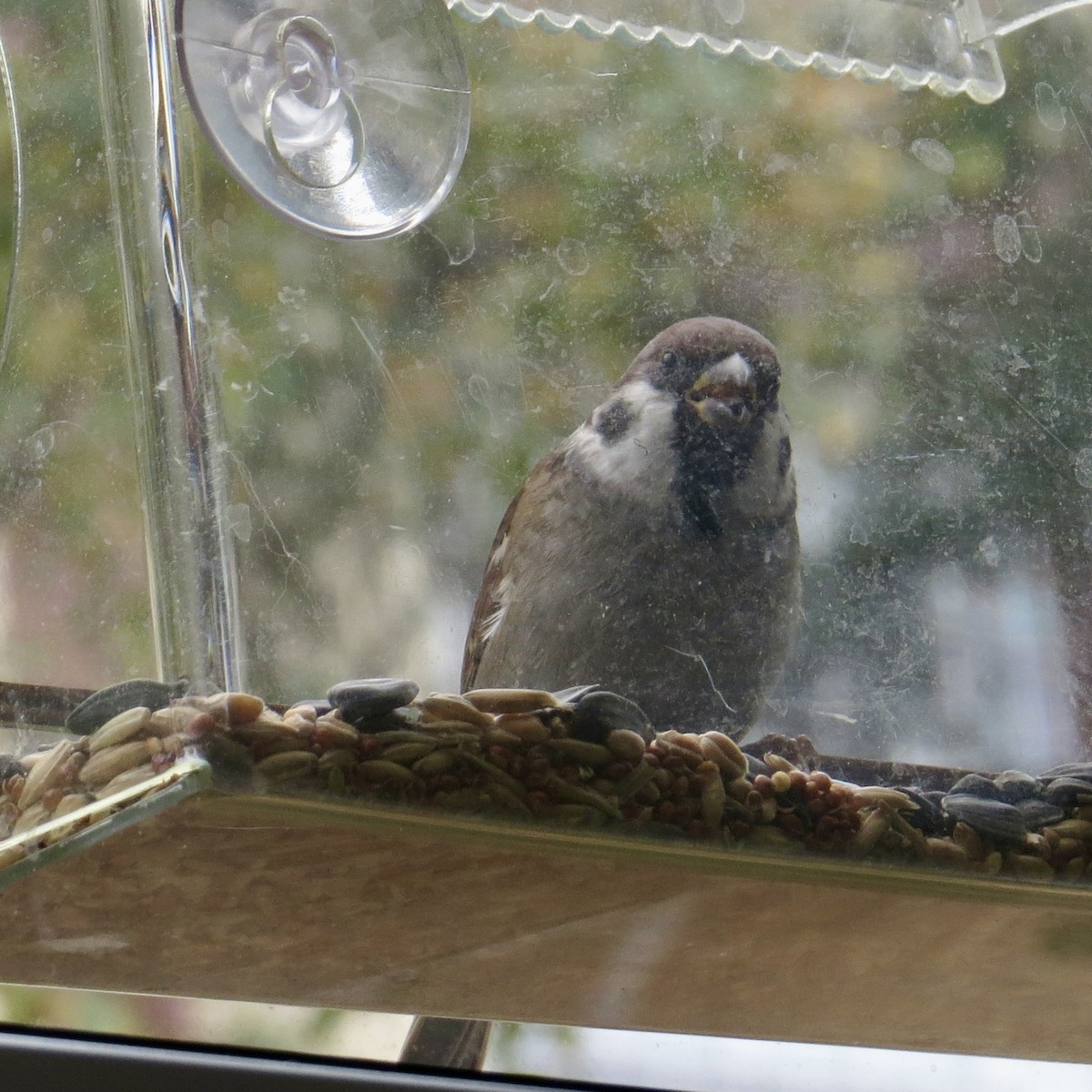 Eurasian Tree Sparrow - ML643700085