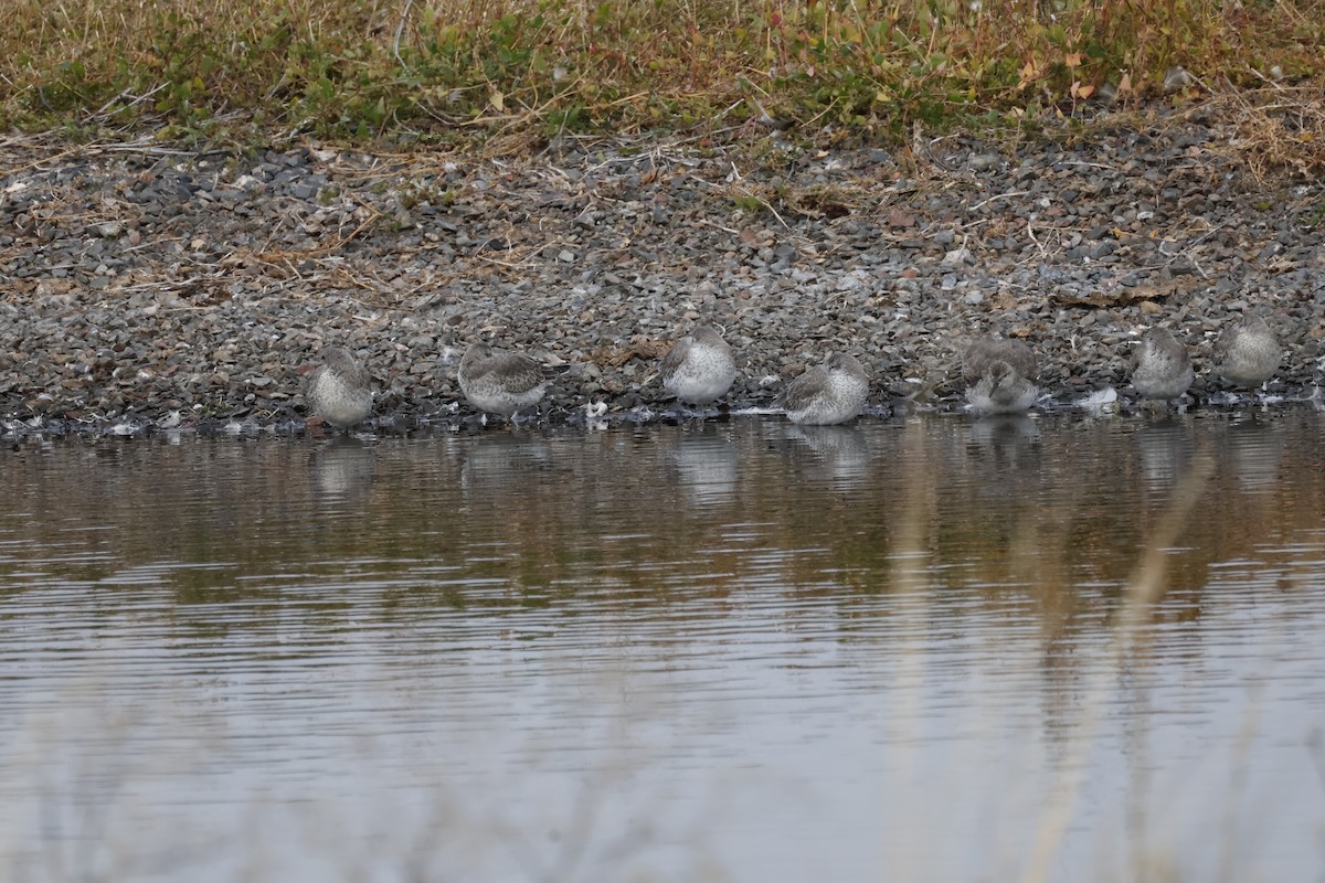 Red Knot - ML643700088