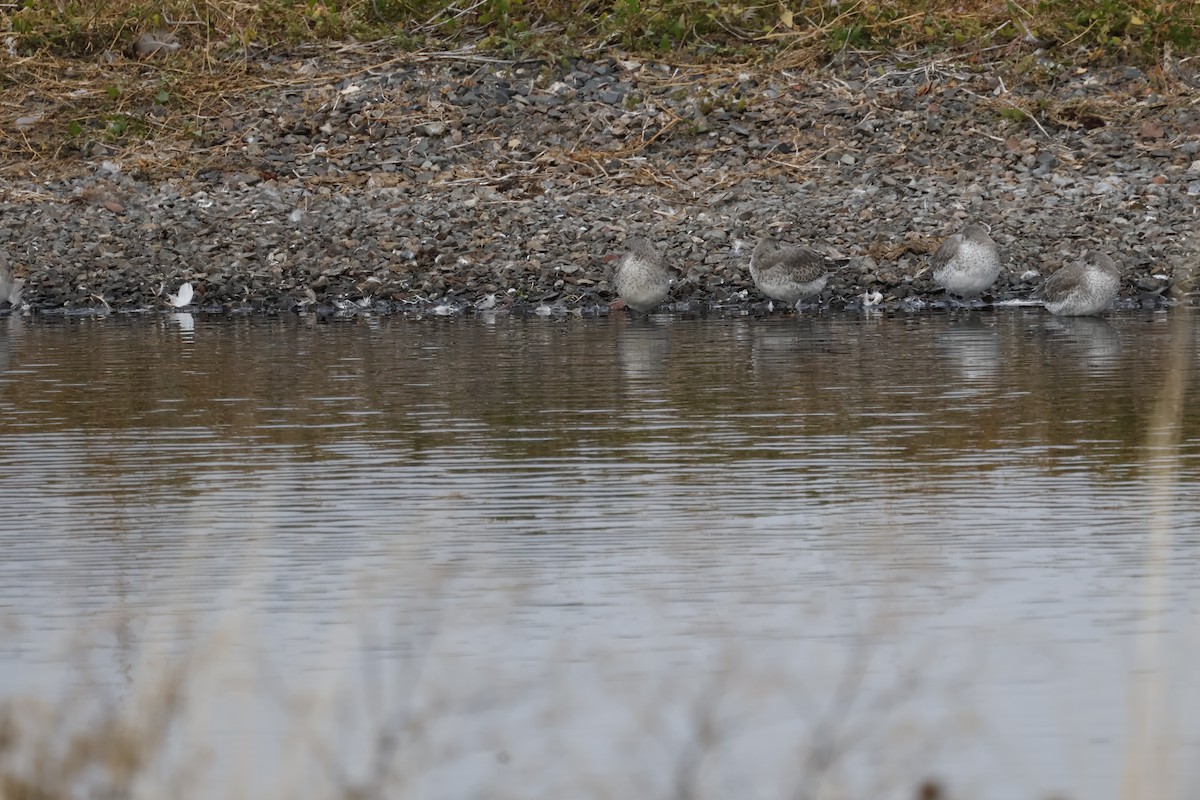 Red Knot - ML643700089