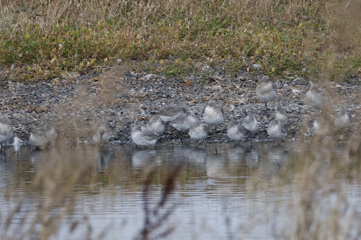 Red Knot - ML643700091