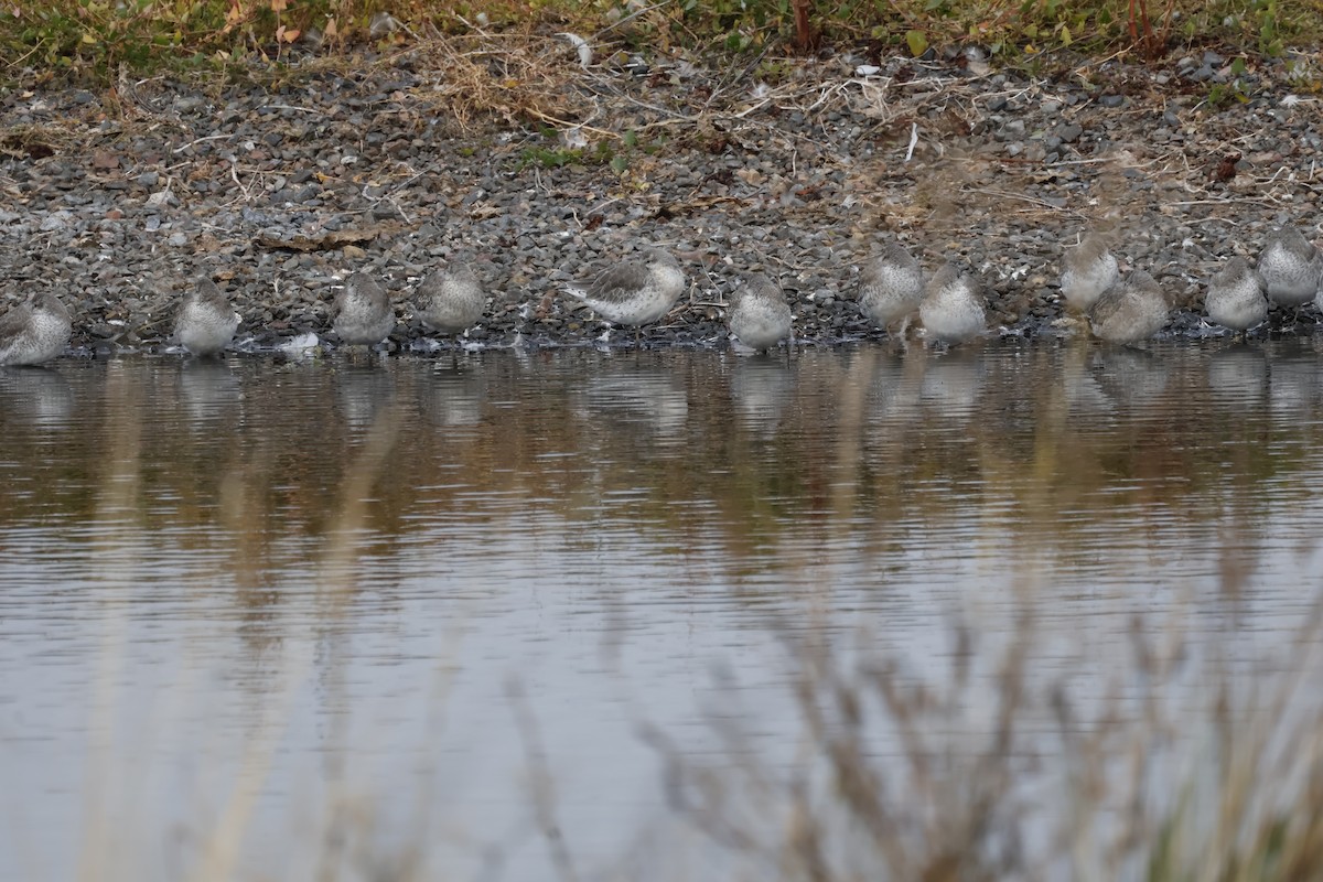 Red Knot - ML643700092