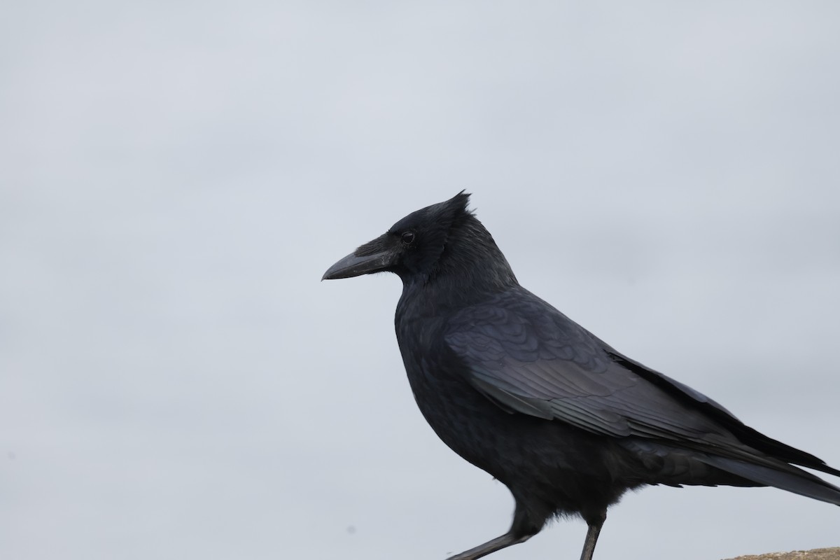 Carrion Crow - ML643700105