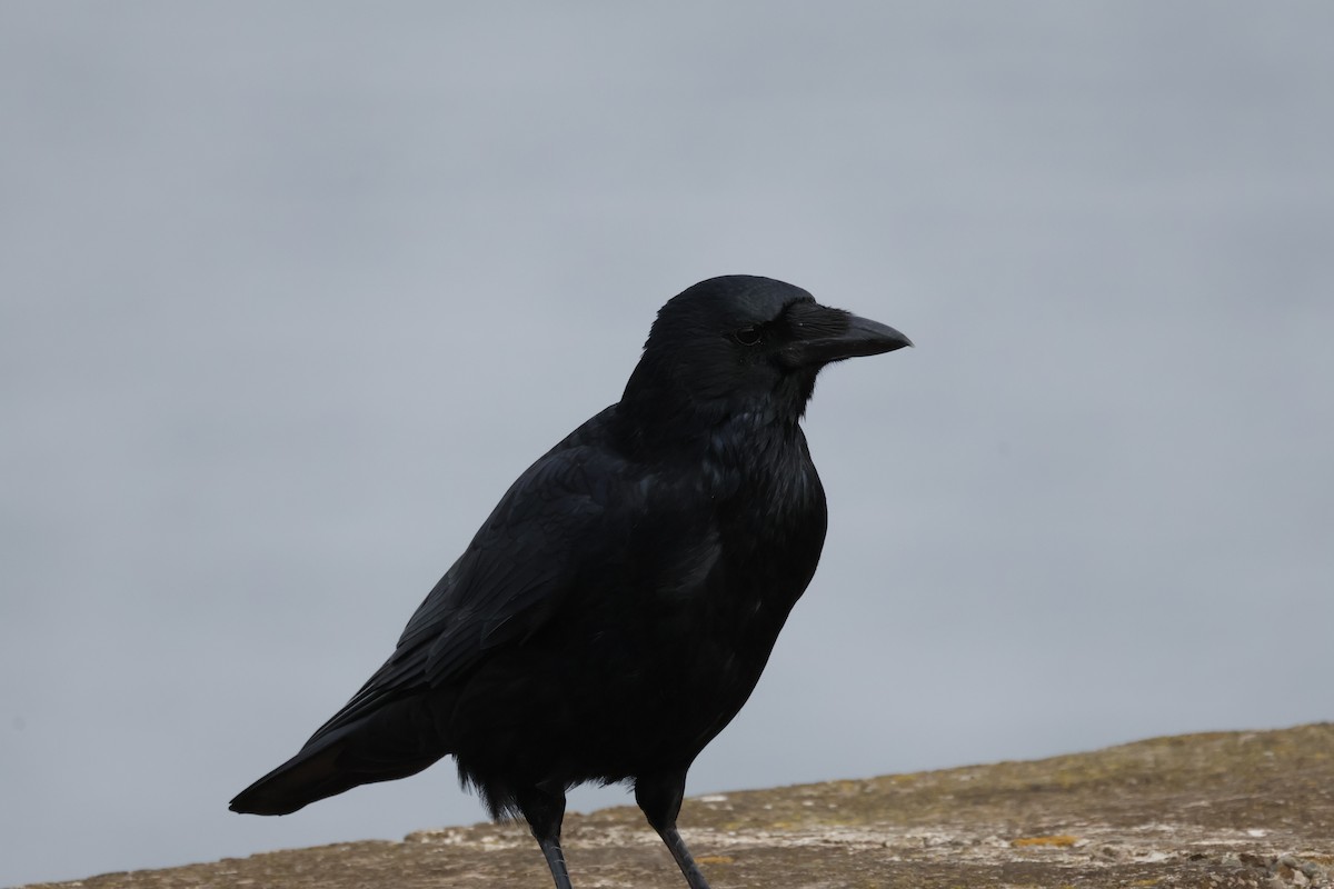 Carrion Crow - ML643700106