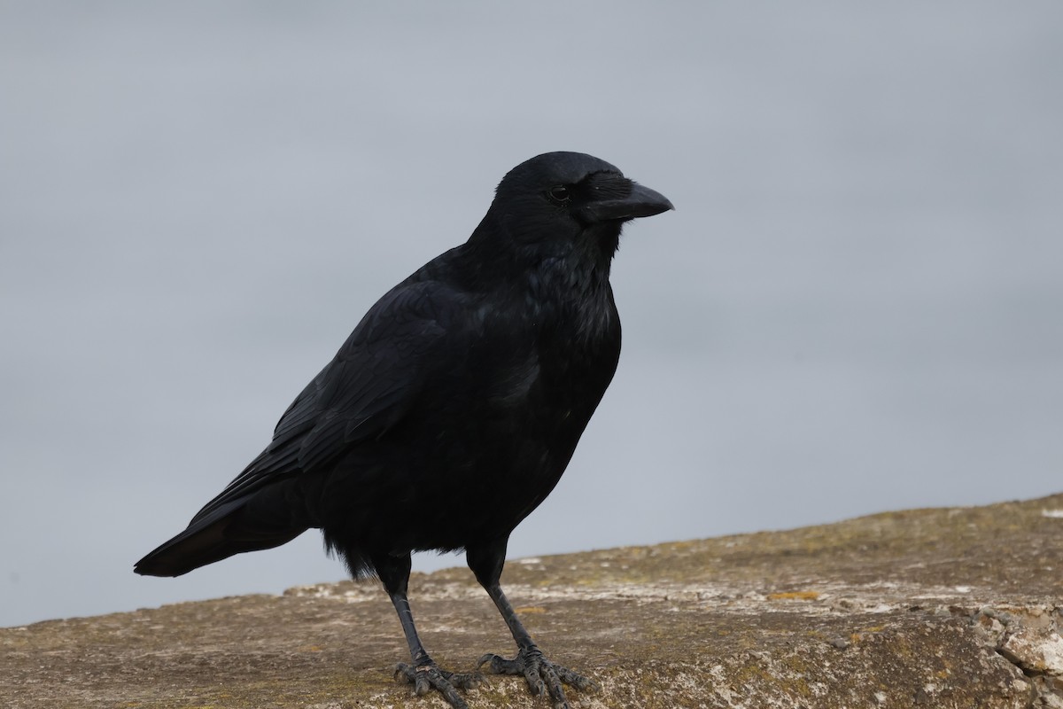 Carrion Crow - ML643700107