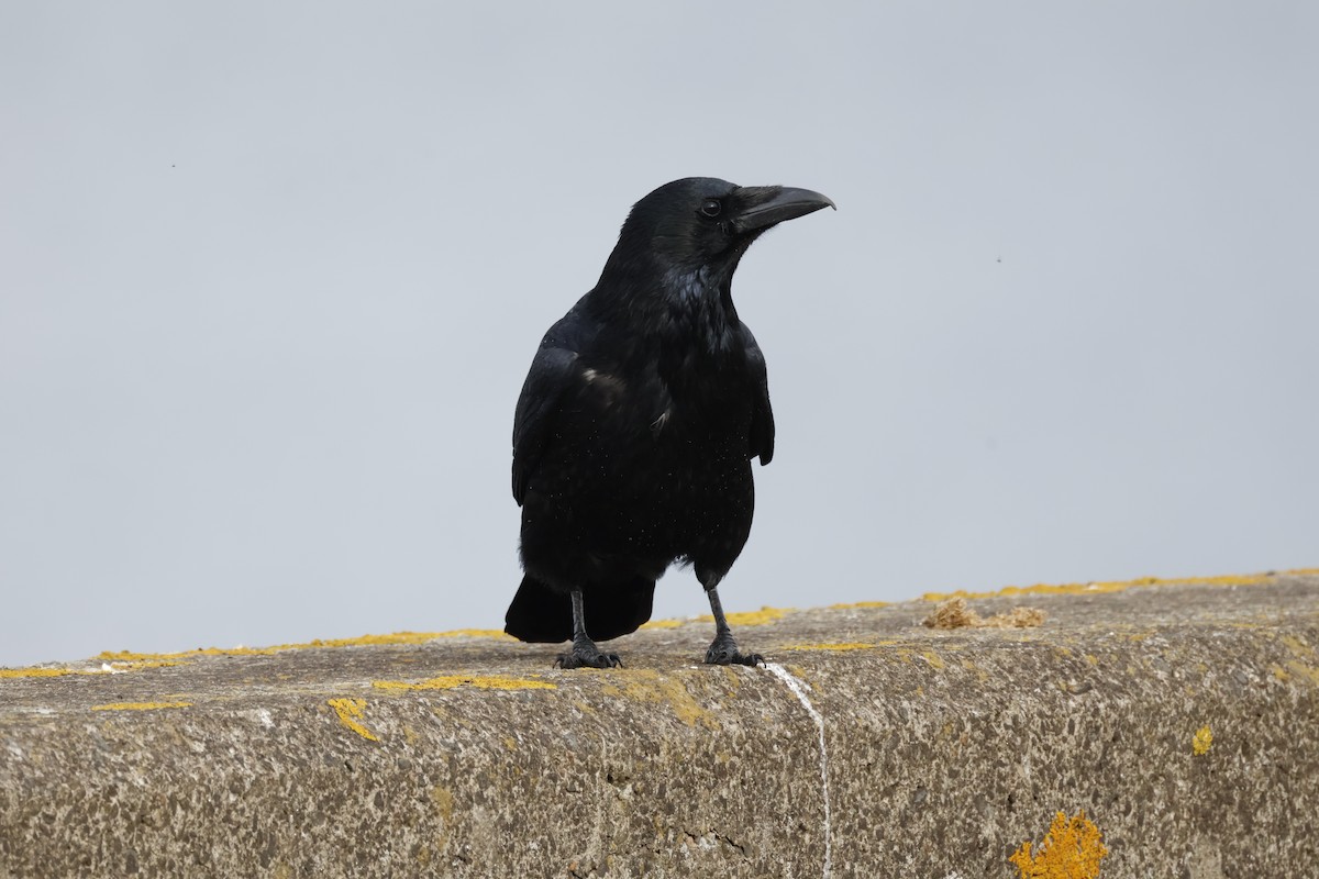 Carrion Crow - ML643700108