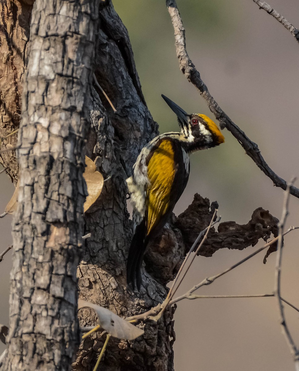 White-naped Woodpecker - ML643700109