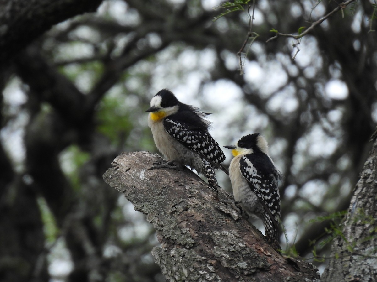 White-fronted Woodpecker - ML643700110