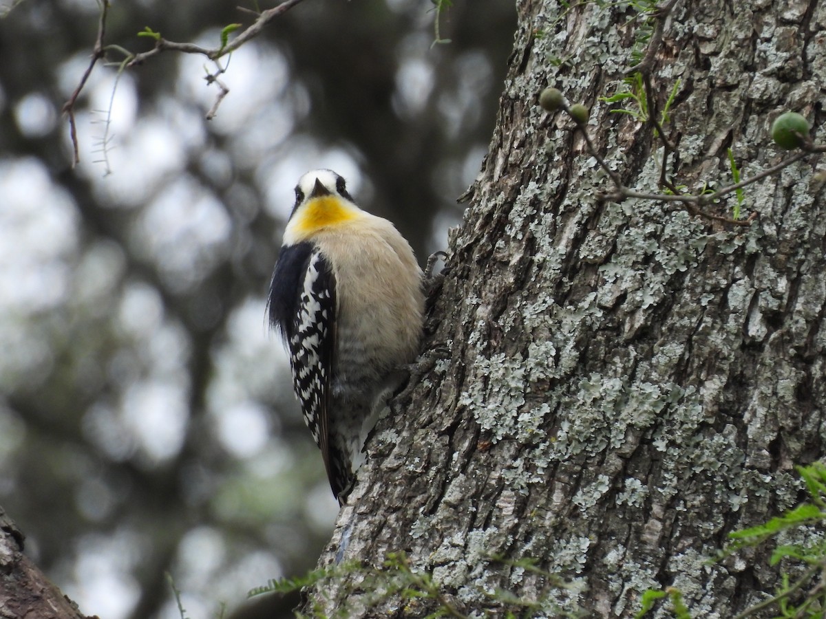 White-fronted Woodpecker - ML643700111