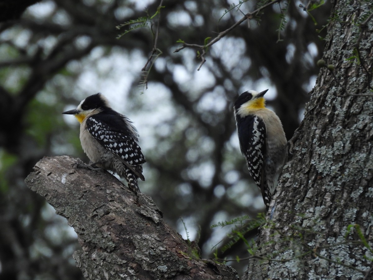 White-fronted Woodpecker - ML643700112