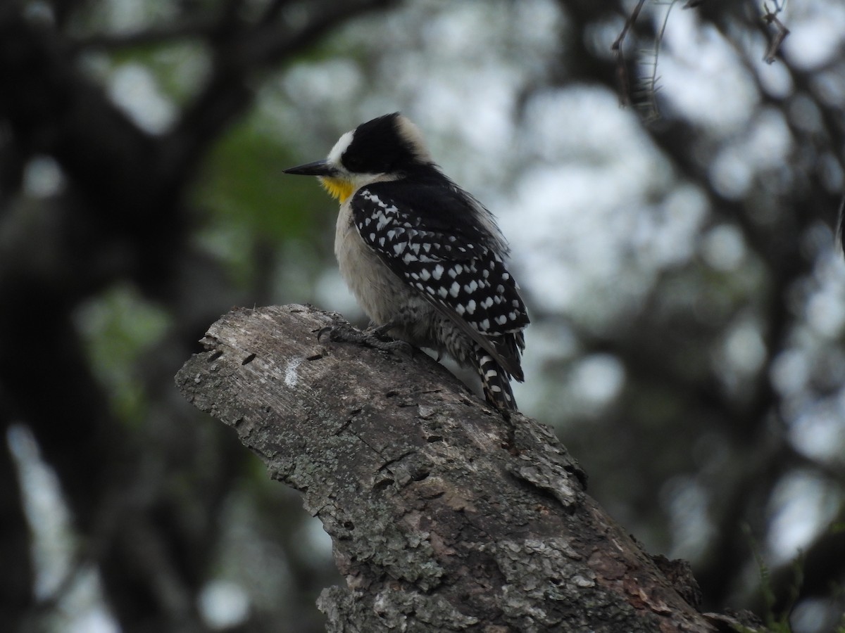 White-fronted Woodpecker - ML643700113