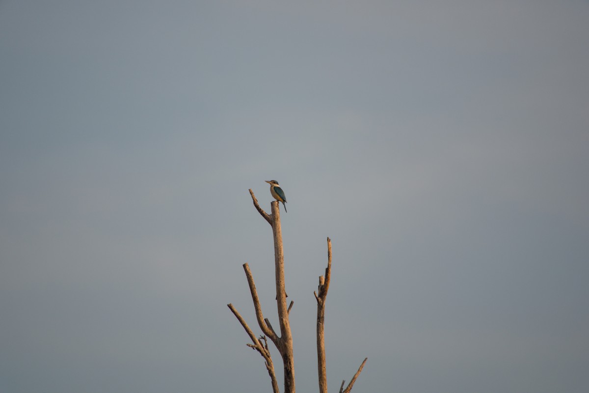 Sacred Kingfisher - ML643700118