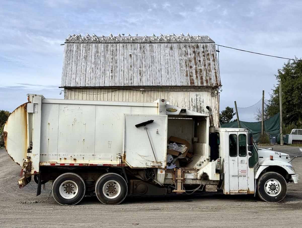Ring-billed Gull - ML643700124