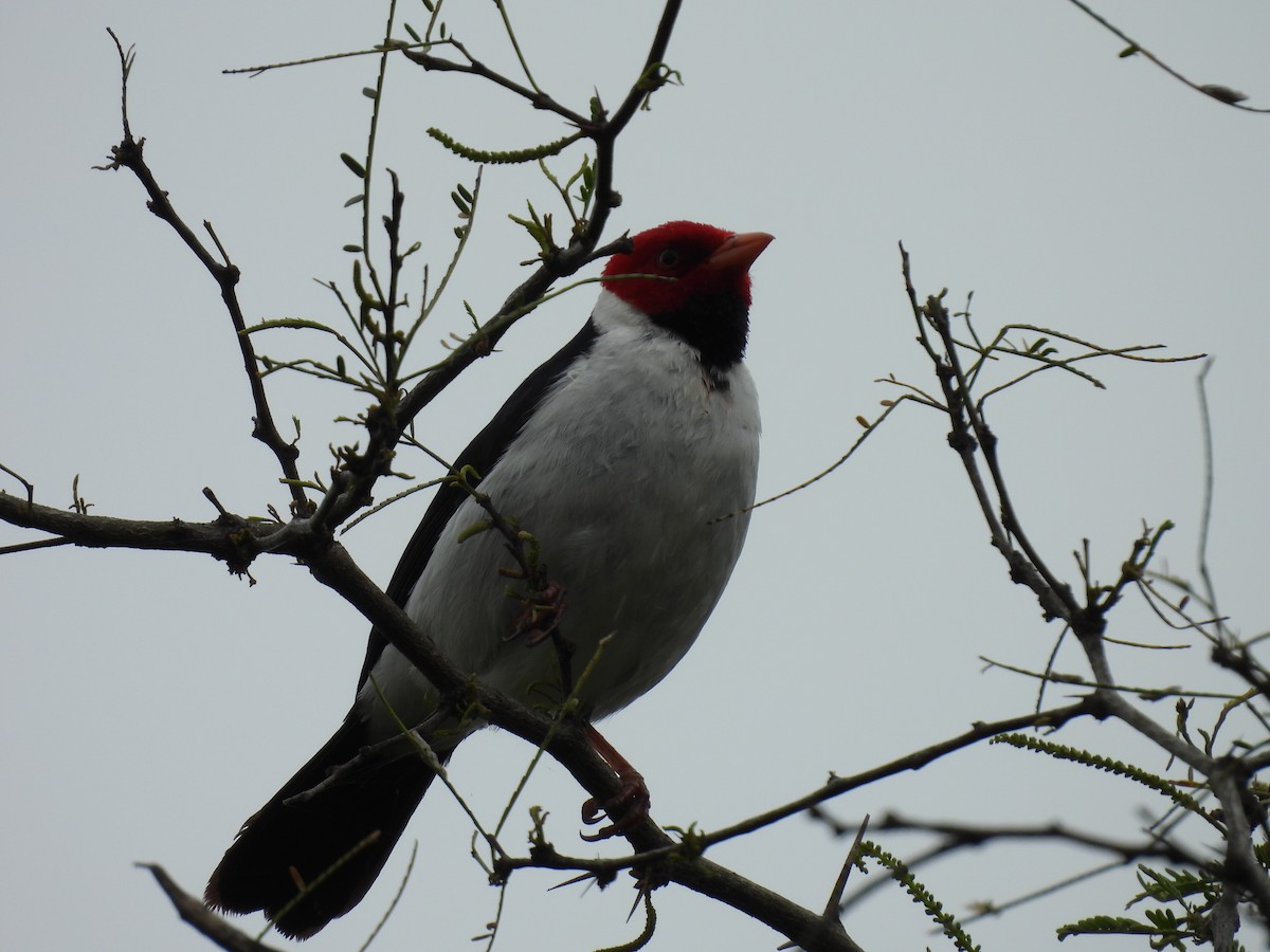 Yellow-billed Cardinal - ML643700125