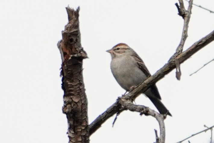 Chipping Sparrow - ML643700126