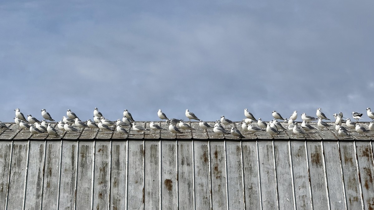 Ring-billed Gull - ML643700134