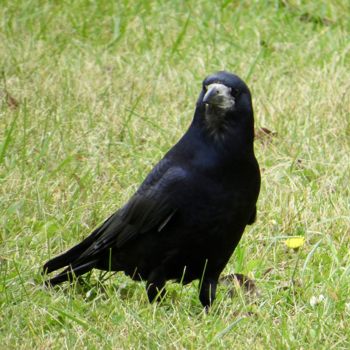Corbeau freux - ML643700139