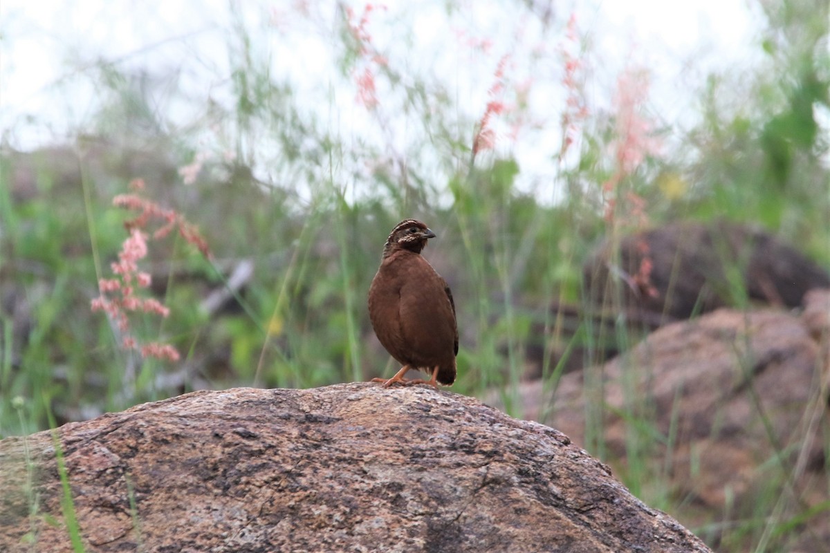 Jungle Bush-Quail - ML643700143