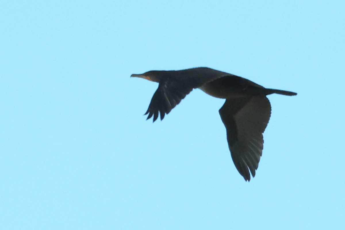 Double-crested Cormorant - ML643700150