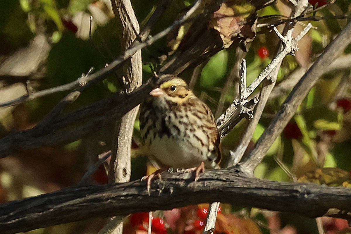 Savannah Sparrow - ML643700160