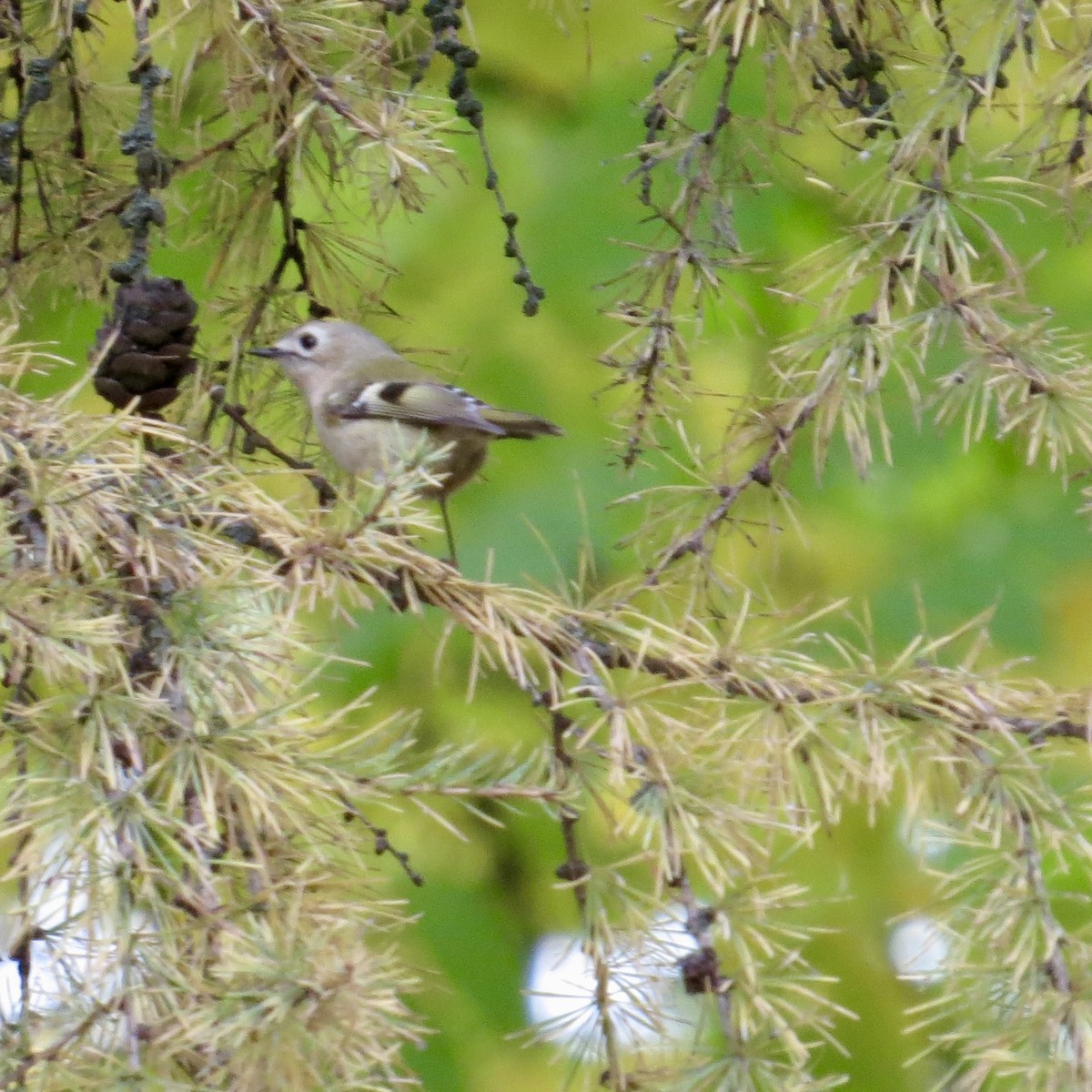 Goldcrest - ML643700161
