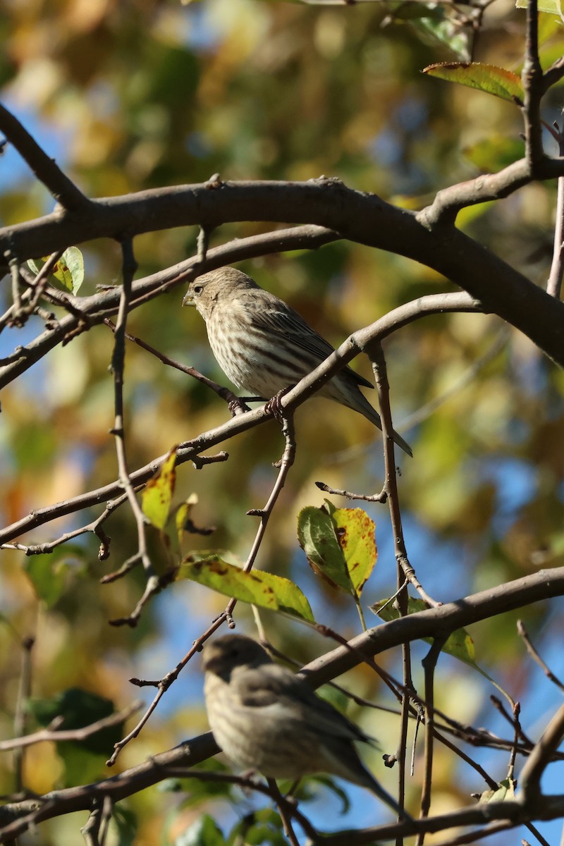 House Finch - ML643700186