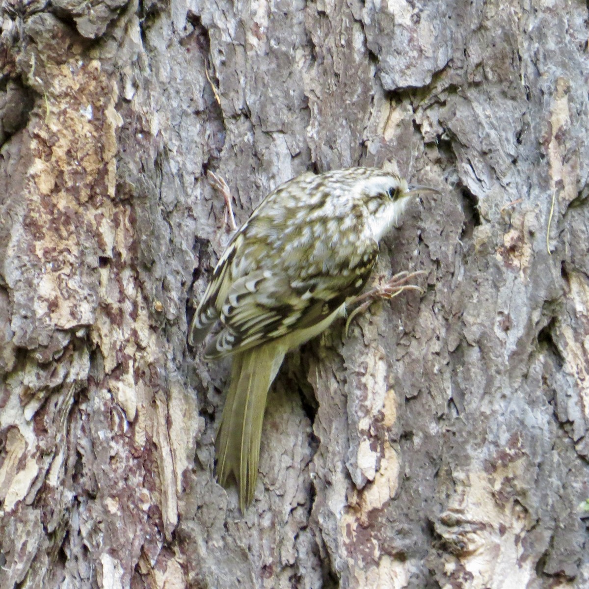Eurasian Treecreeper - ML643700188