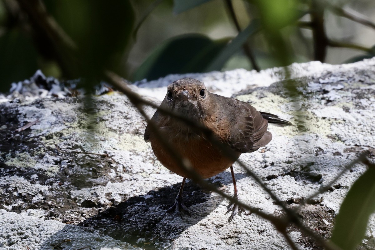 Rockwarbler - ML643700190