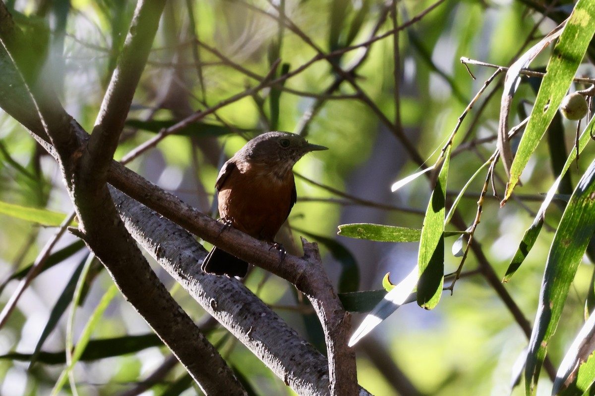 Rockwarbler - ML643700191