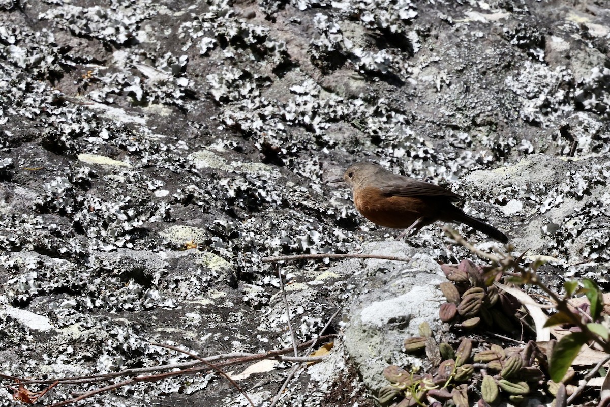 Rockwarbler - ML643700192