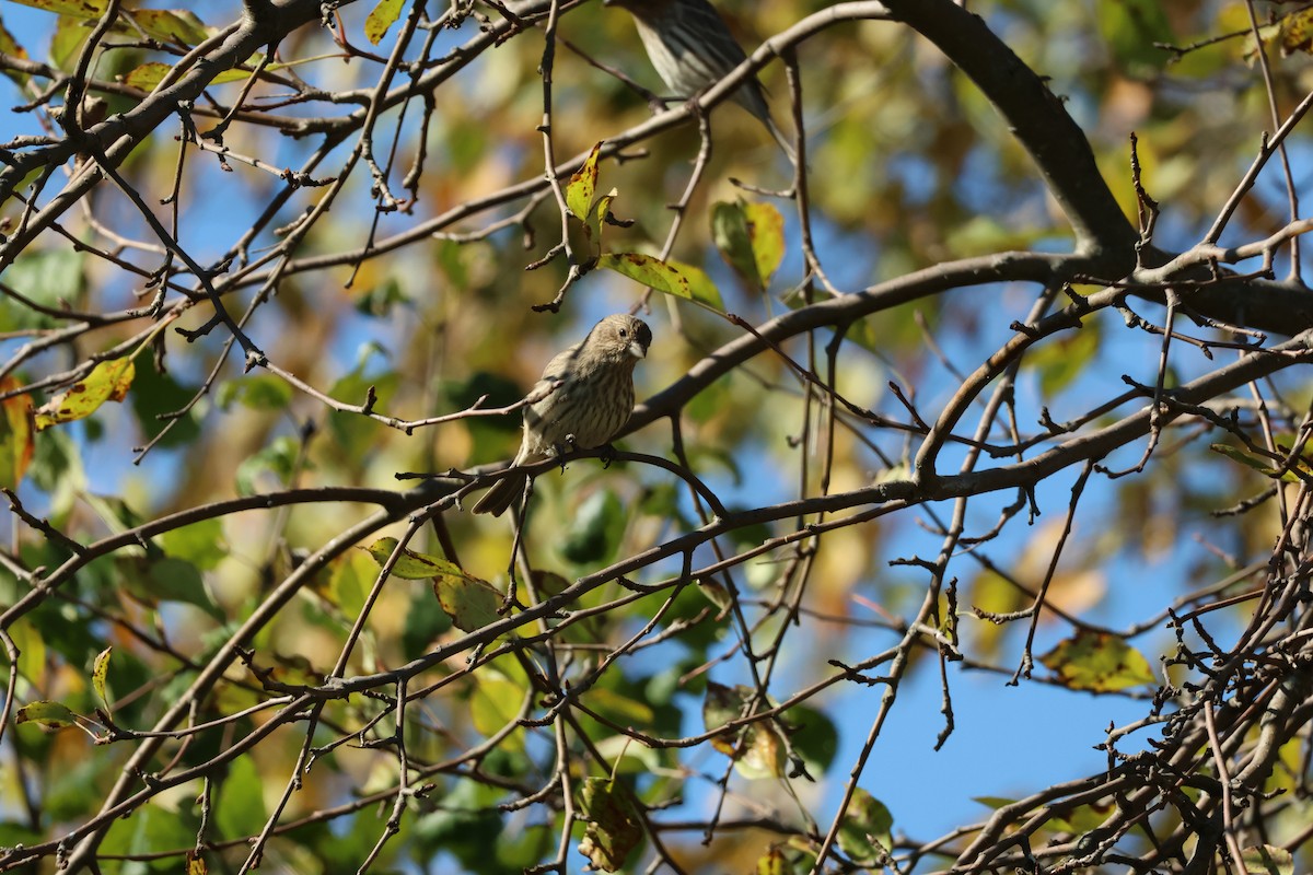 House Finch - ML643700193
