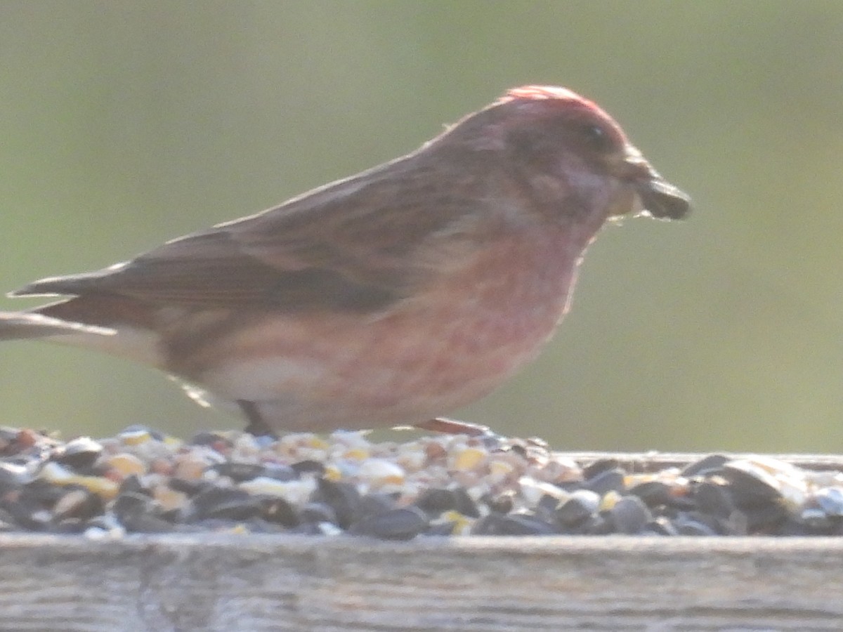 Purple Finch - ML643700218