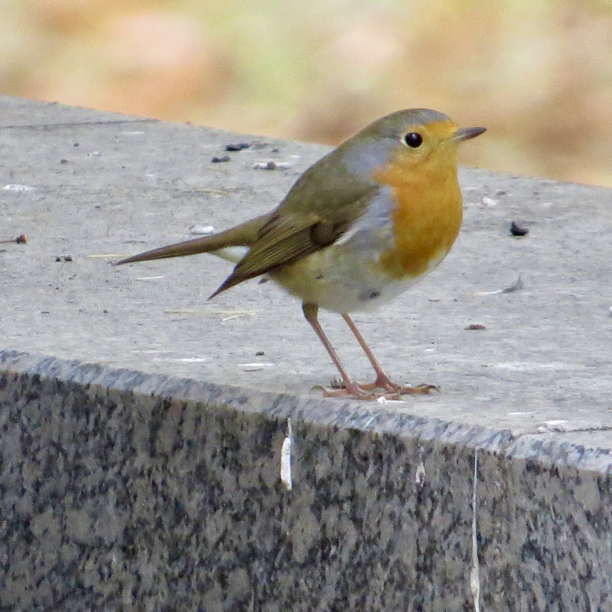European Robin - ML643700219