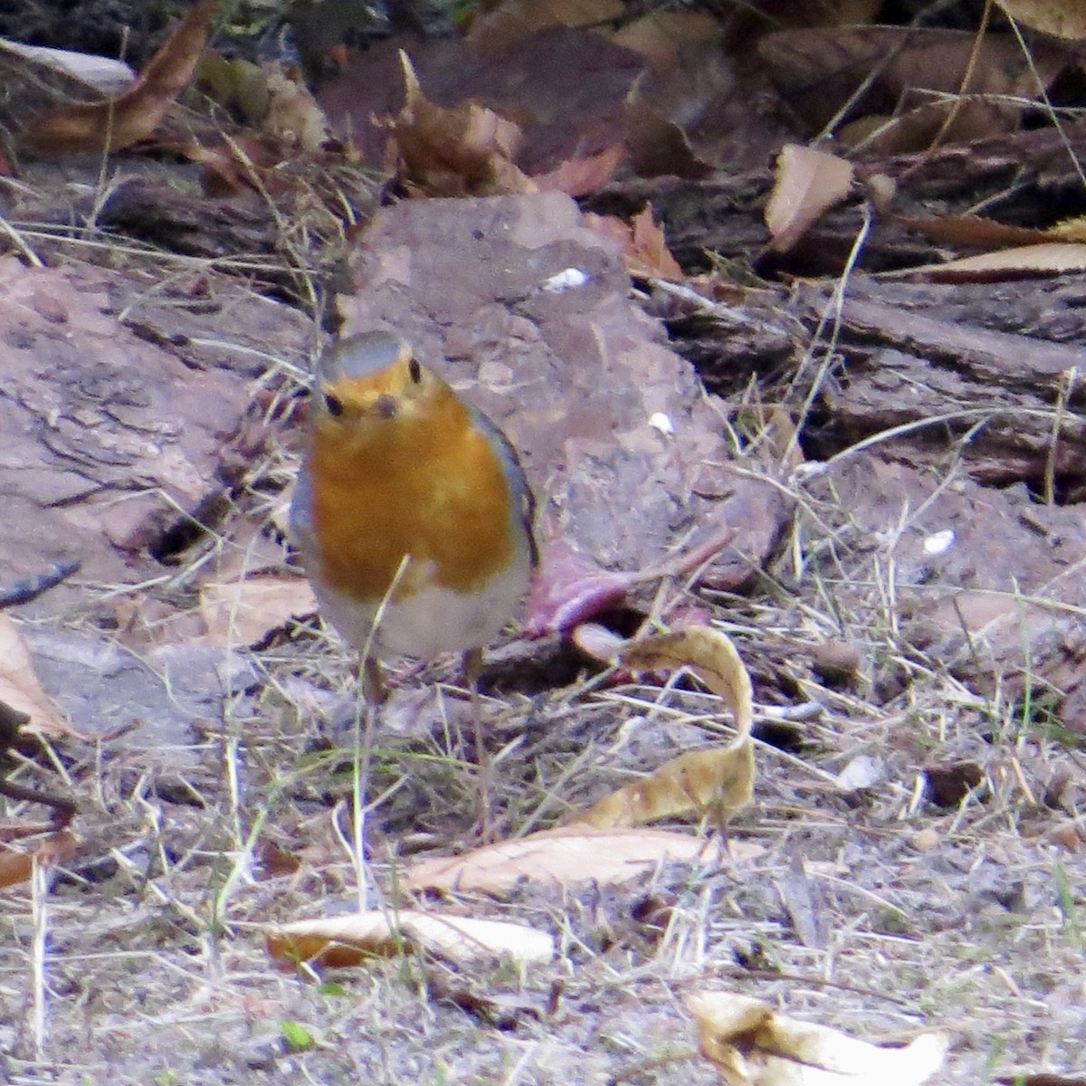 European Robin - ML643700220