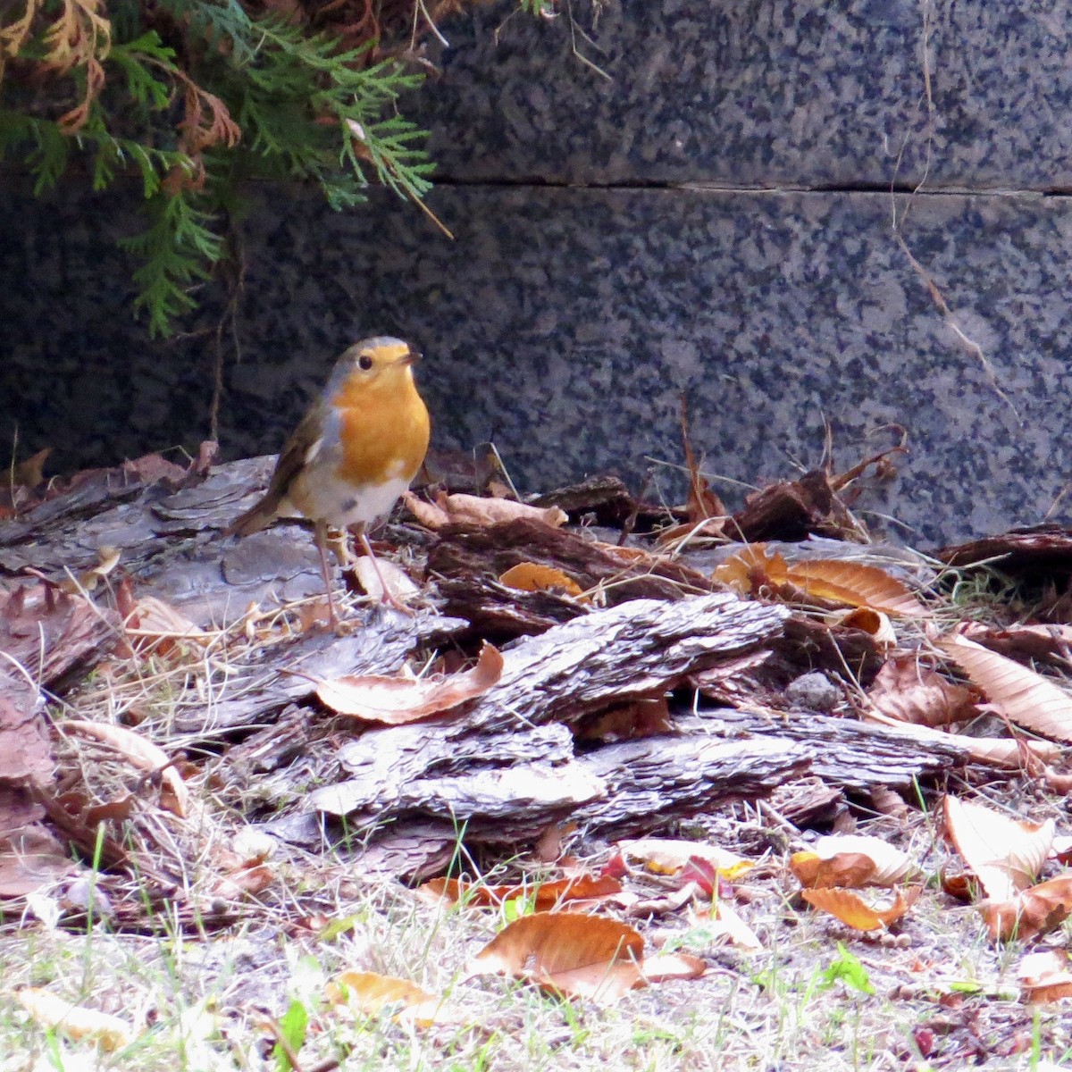 European Robin - ML643700221