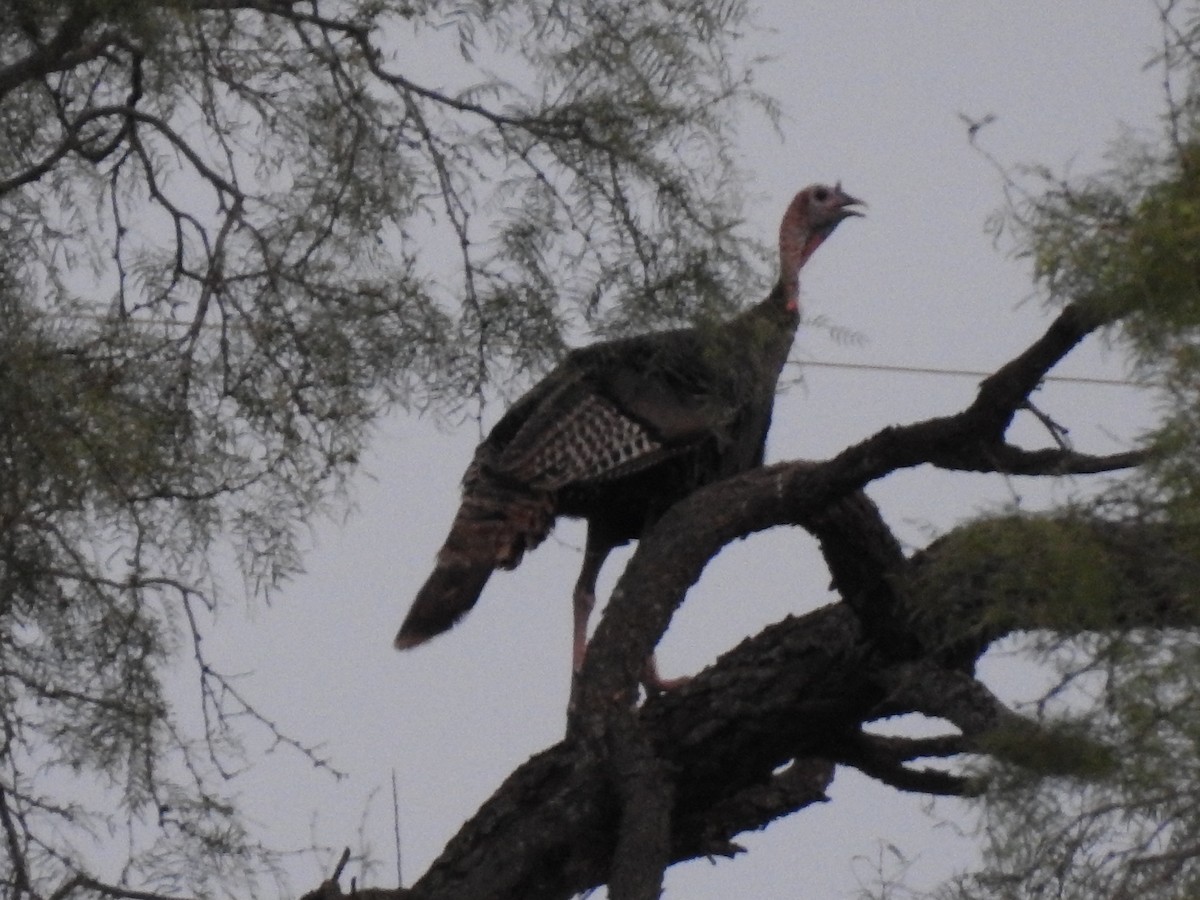 krocan divoký - ML643700235