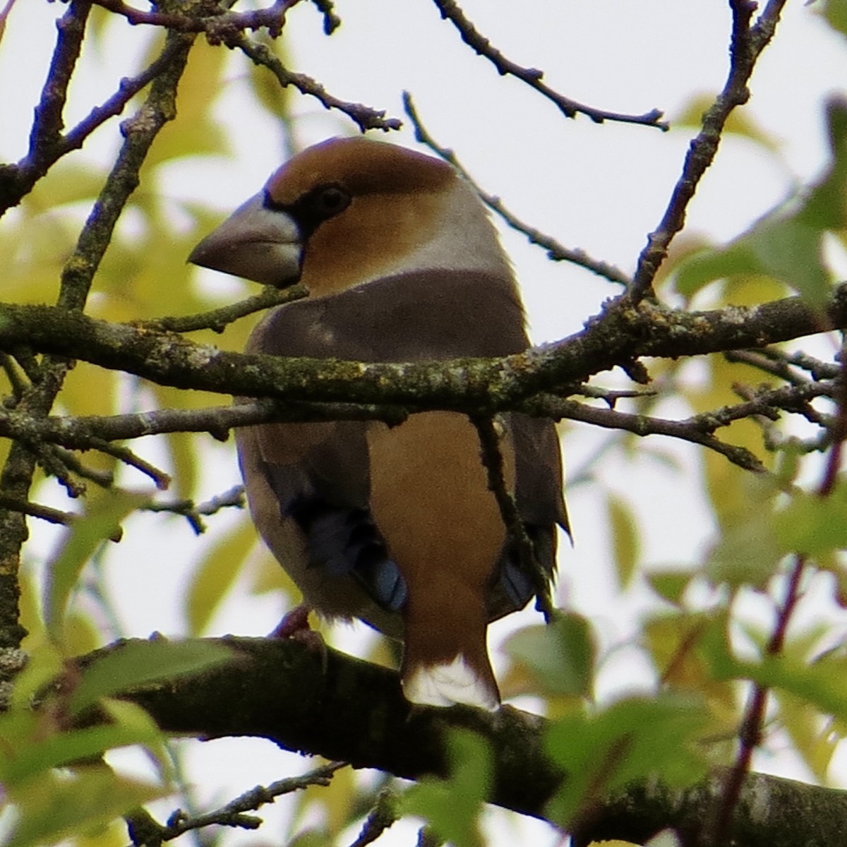 Hawfinch - ML643700239