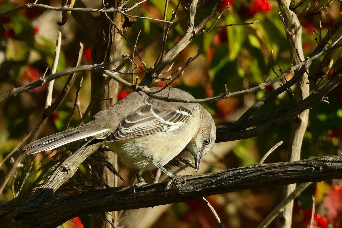 Northern Mockingbird - ML643700241