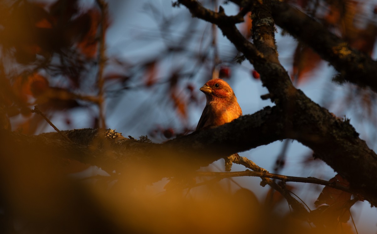 Purple Finch - ML643700244