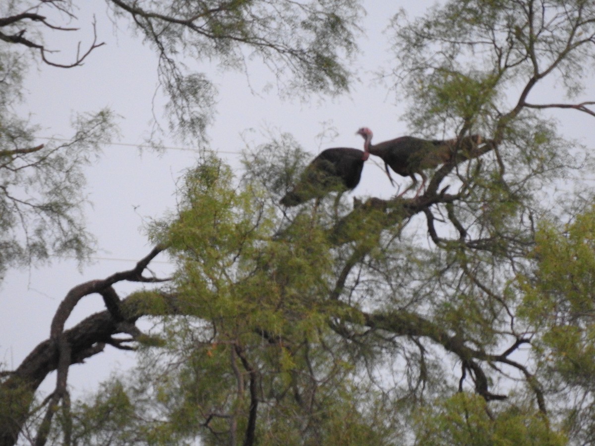 krocan divoký - ML643700245