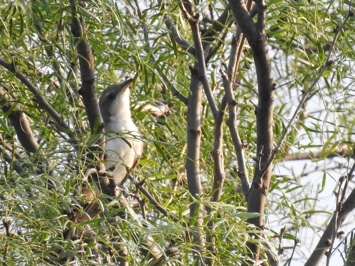 kukačka dešťová - ML643700254