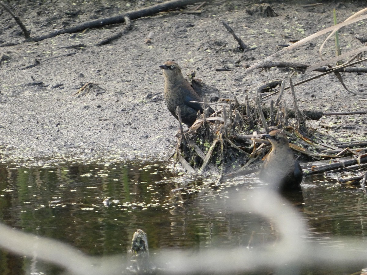 Rusty Blackbird - ML643700265