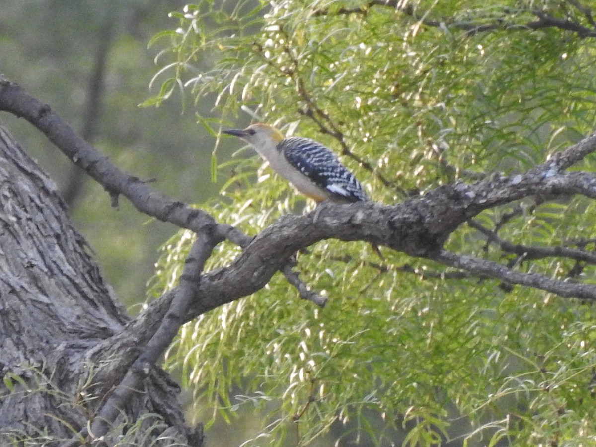 datel zlatočelý - ML643700280