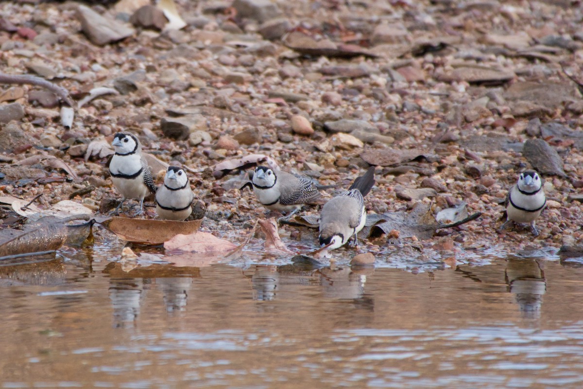 Double-barred Finch - ML643700294