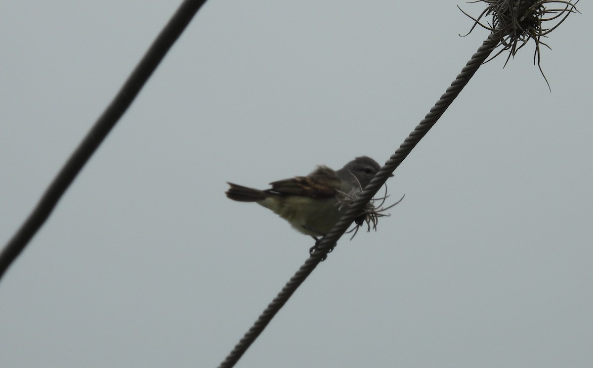Southern Beardless-Tyrannulet - ML643700295