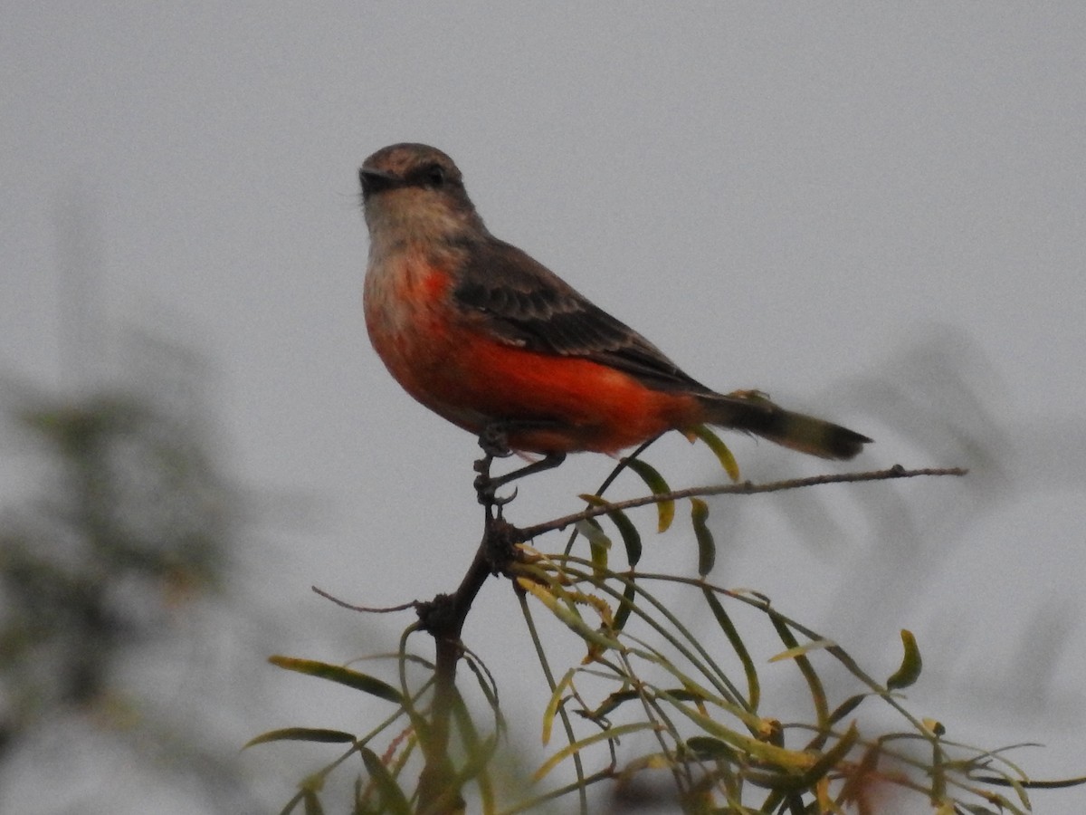 Vermilion Flycatcher - ML643700307